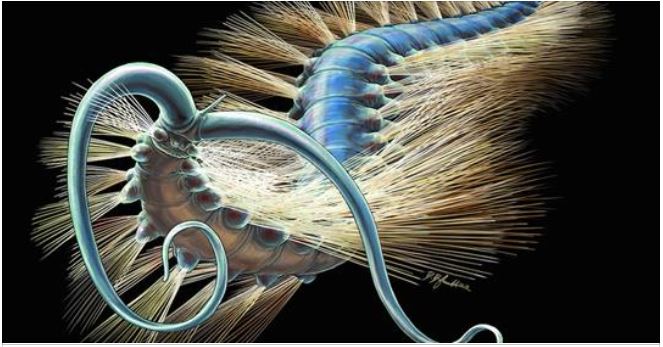 508-million-year-old bristly worm helps solve an evolutionary puzzle