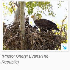 Bald eagle breeding season puts restrictions on Arizona parks, lakes and rivers