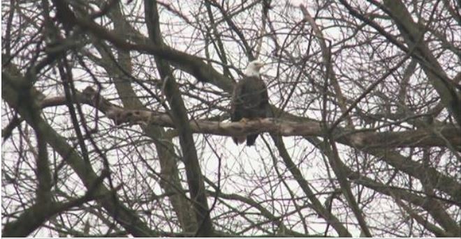 Bald eagles are starting to gather on the Mississippi River for the winter