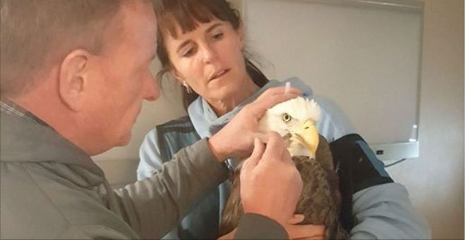 Colorado officials search for person who shot bald eagle that had to be euthanized
