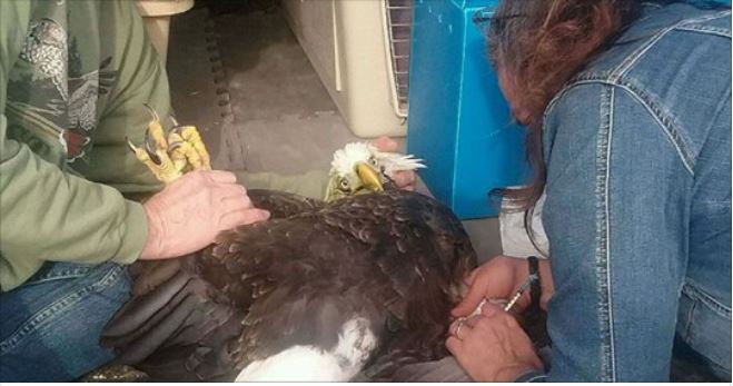 Greenbrier bald eagles victims of lead poisoning