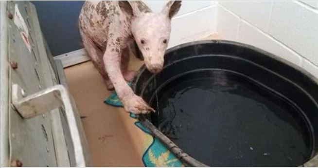 Hairless Bear Recovering Nicely
