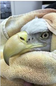 Poisoned Bald Eagle Highlights Lead Bullet Controversy