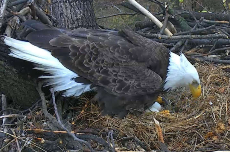 They’re baaaack! DC Eagle cam has returned
