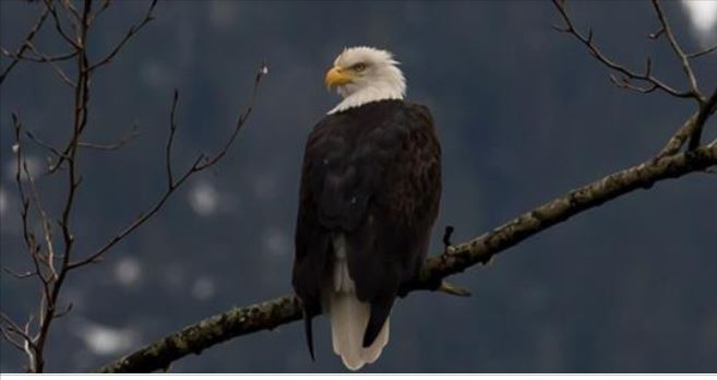 Volunteers see increase in bald eagles at Brackendale, B.C., defying 10-year decline
