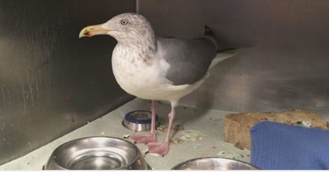 Wildlife center takes in seabirds with head trauma, broken bones after storm