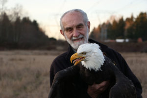 Photo of HWF tracked bald eagle BACA03
