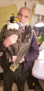Photo of HWF tracked bald eagle TERF02