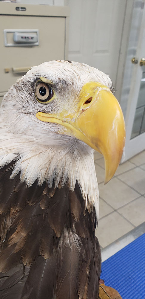 Photo of HWF tracked bald eagle BETA02
