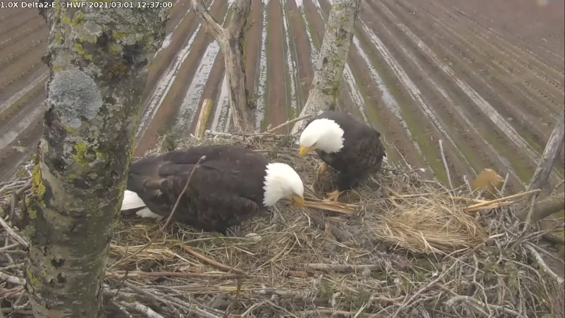 Delta2 Man-made Nest with CAMs - image of pair inspecting new egg!