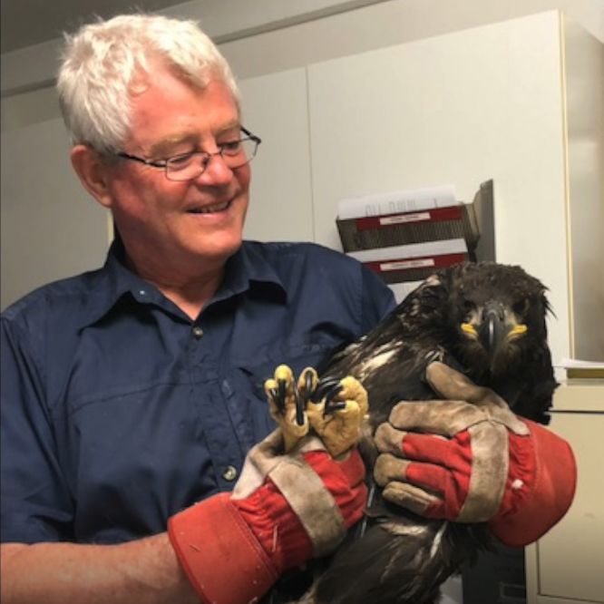 Mike Seear with rescued eaglet TERF11