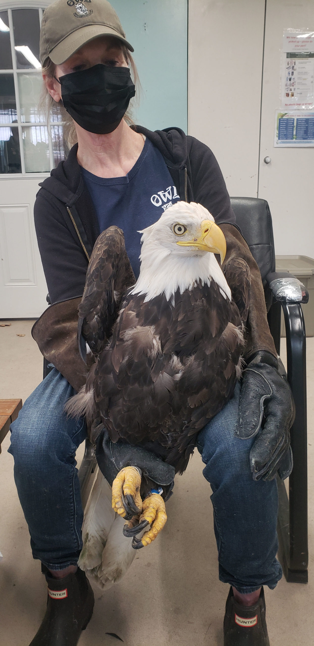bald eagle TERF16 at OWL Rehab by Myles Lamont