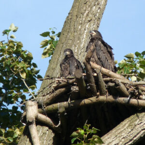 Photo of 2 of the 3 Hastings eaglets just after release, courtesy of forum member Annemie, early July 2021