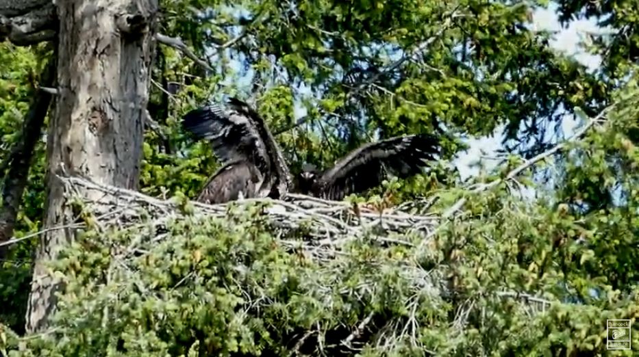2022 French Creek Eaglets courtesy of Denise Foster