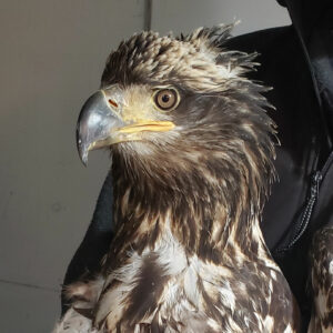 Photo of bald eagle TERF20