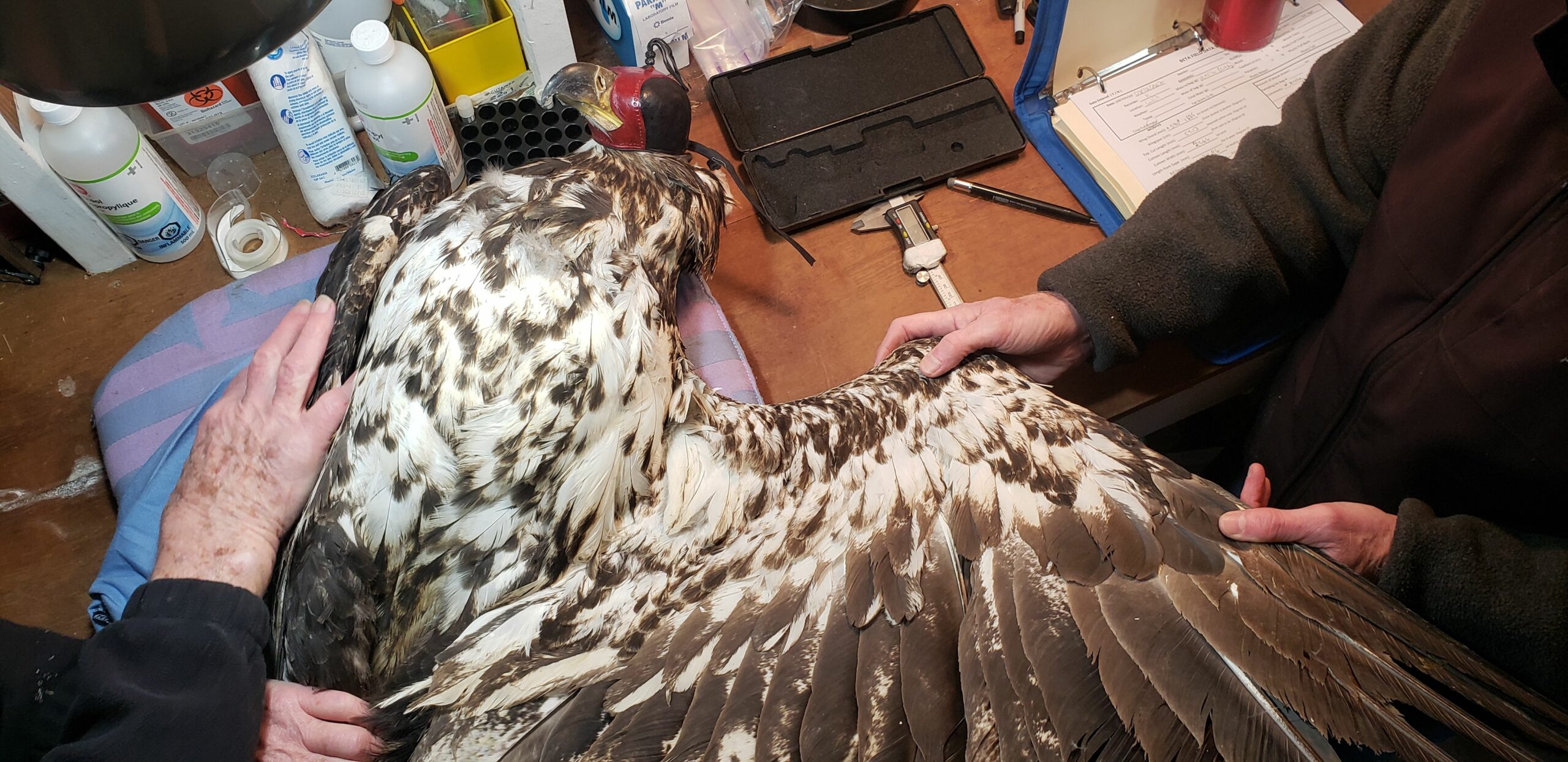 2-year-old bald eagle TERF20 getting her tracker