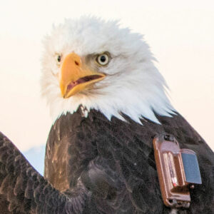 Photo of HWF tracked bald eagle BACA02