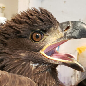 Photo of HWF tracked bald eagle BETA03