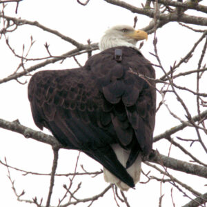 Photo of HWF tracked bald eagle TERF01