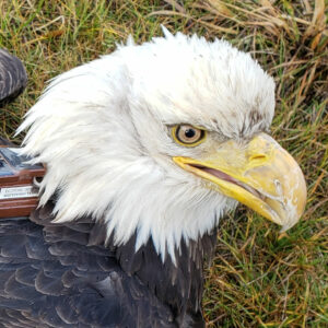 Photo of HWF tracked bald eagle TERF07 (Arctic Gal)