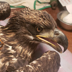 photo of HWF tagged bald eagle TERF08