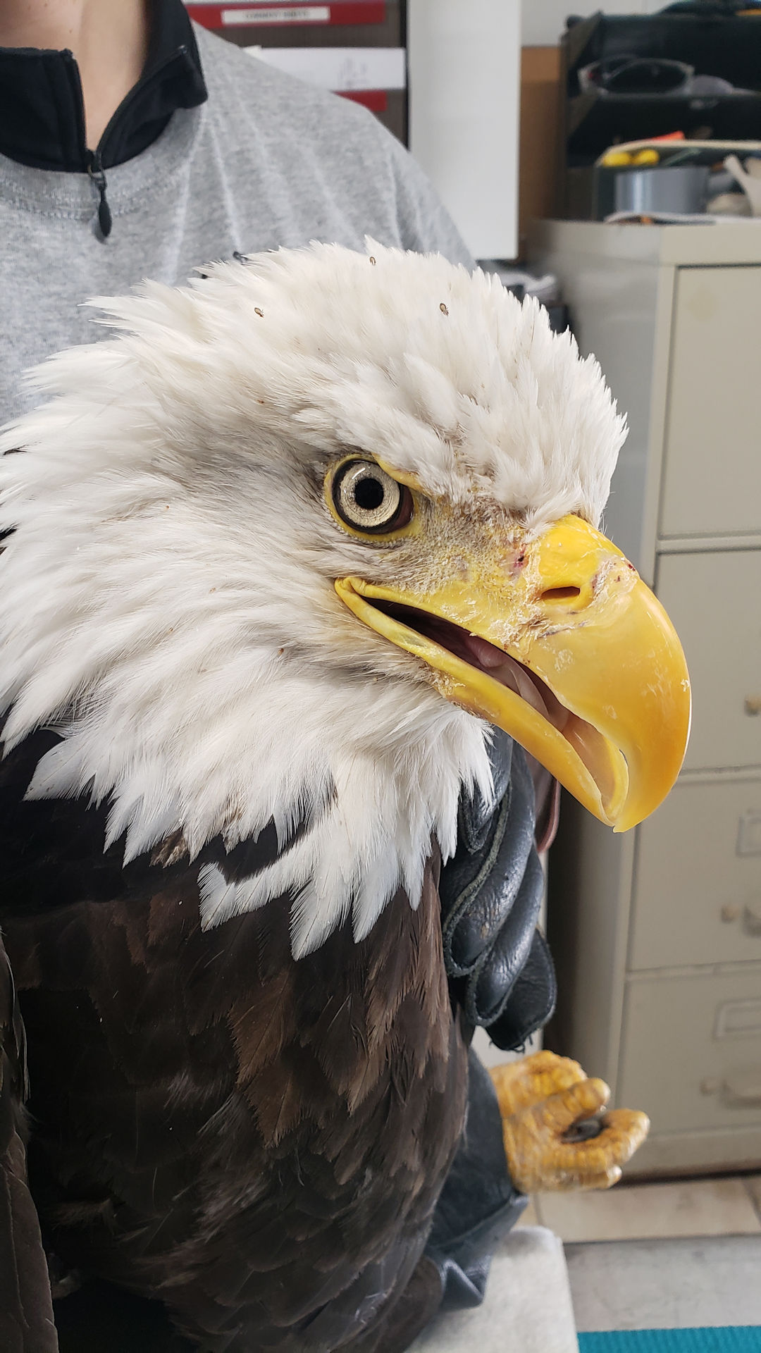 Photo of HWF tracked bald eagle TERF09