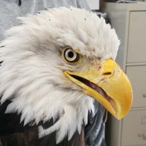 Photo of HWF tracked bald eagle TERF09
