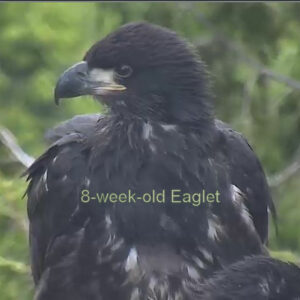 Placeholder photo for HWF tracked bald eagle TERF10