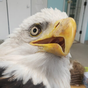 Photo of HWF tracked bald eagle TERF17