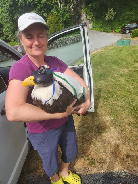 Photo of Sally with HWF tagged eagle TERF31