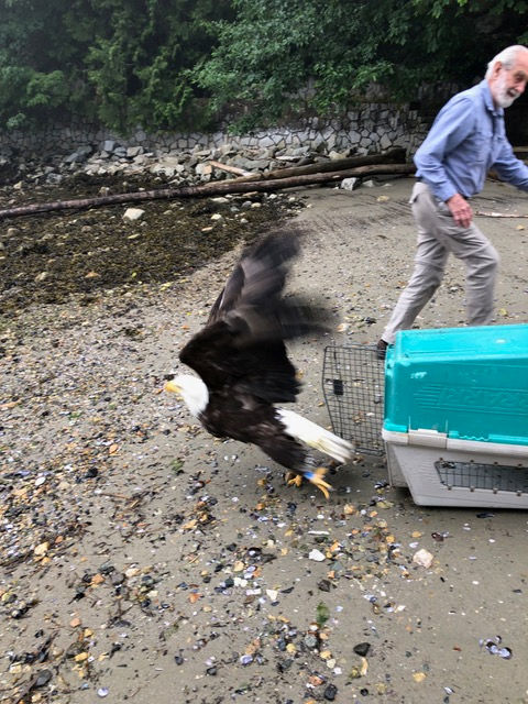 Photo of David releasing HWF tagged eagle TERF31