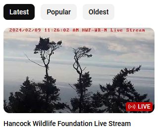 image of live cam from our YouTube page